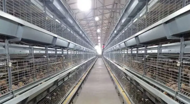 Hatchery & Brooding System for Poultry Farming