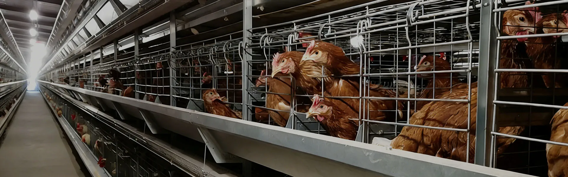 Automatic Breeder Cage System for Parent Stock Farming