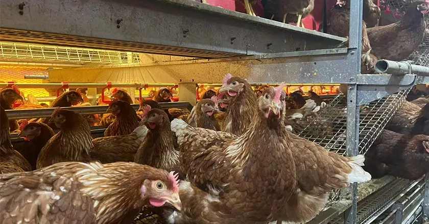 Automatic Enriched Cage System for Layer Chickens with Animal Welfare Design