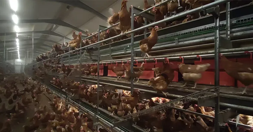 Automatic Enriched Cage System for Layer Chickens with Animal Welfare Design