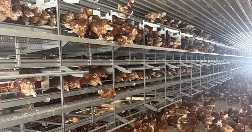 Automatic Enriched Cage System for Layer Chickens with Animal Welfare Design