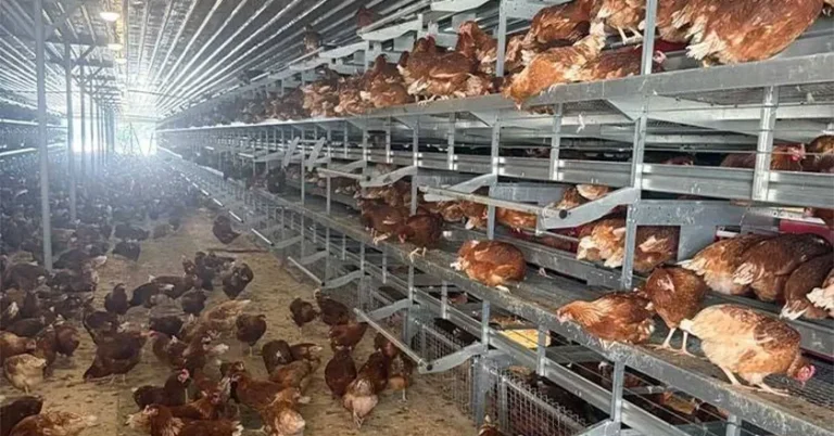 Automatic Enriched Cage System for Layer Chickens with Animal Welfare Design