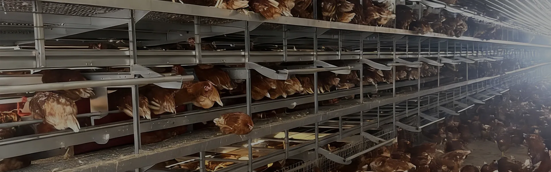 Automatic Enriched Cage System for Layer Chickens with Animal Welfare Design