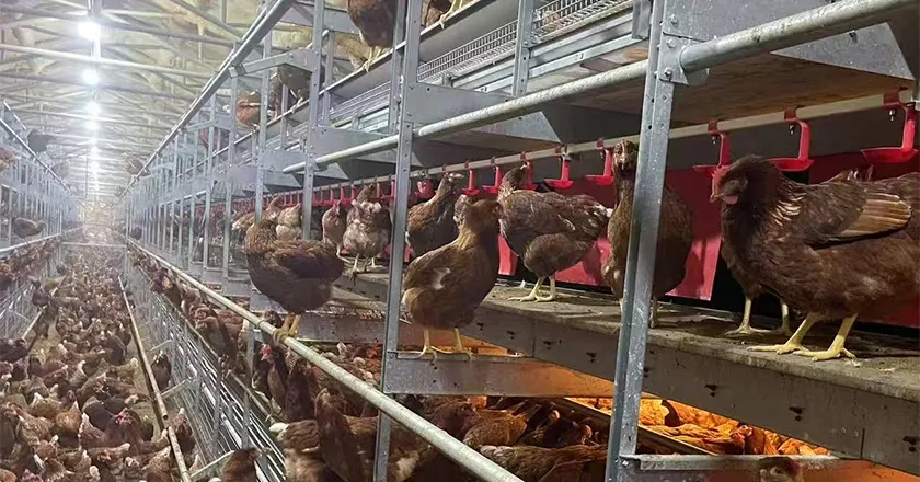 Automatic Enriched Cage System for Layer Chickens with Animal Welfare Design