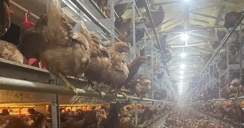 Automatic Enriched Cage System for Layer Chickens with Animal Welfare Design