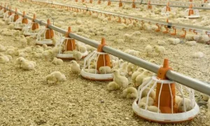 Building the Right Foundation for Broilers