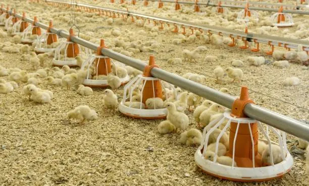 What Are the Core Requirements for Raising Healthy Broilers?