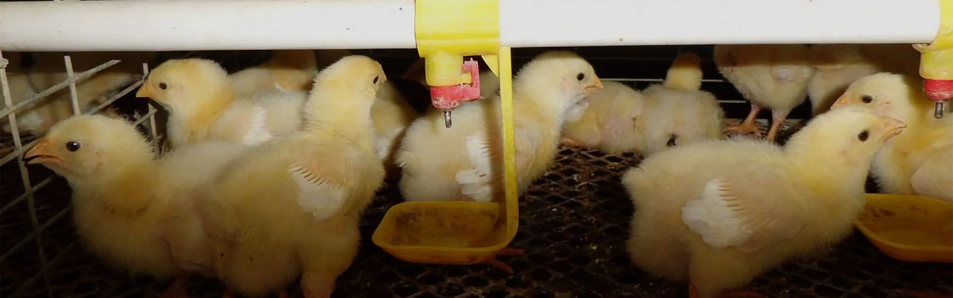 Hatchery & Brooding System for Poultry Farming