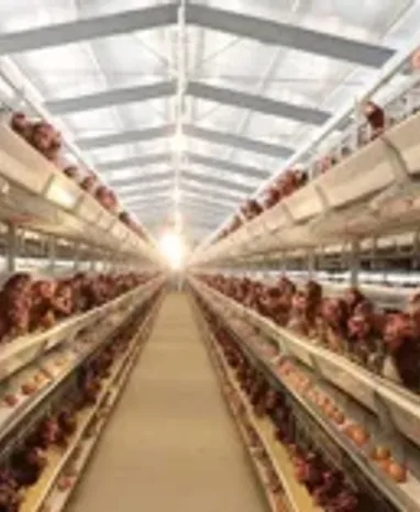 Poultry Farm Equipment: What Equipment Is Used in a Poultry Farm?