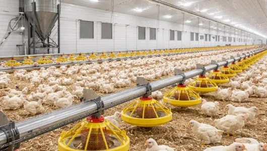 Broiler Farm – Automatic Chain Feeding