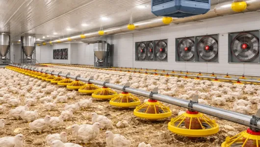 Poultry House Design: How to Plan a Modern Chicken House for Better Flock Performance 2 Integrated Poultry House – Feeding + Climate Control