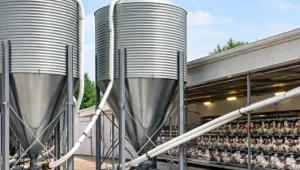Layer Farm – Central Silo Feeding System