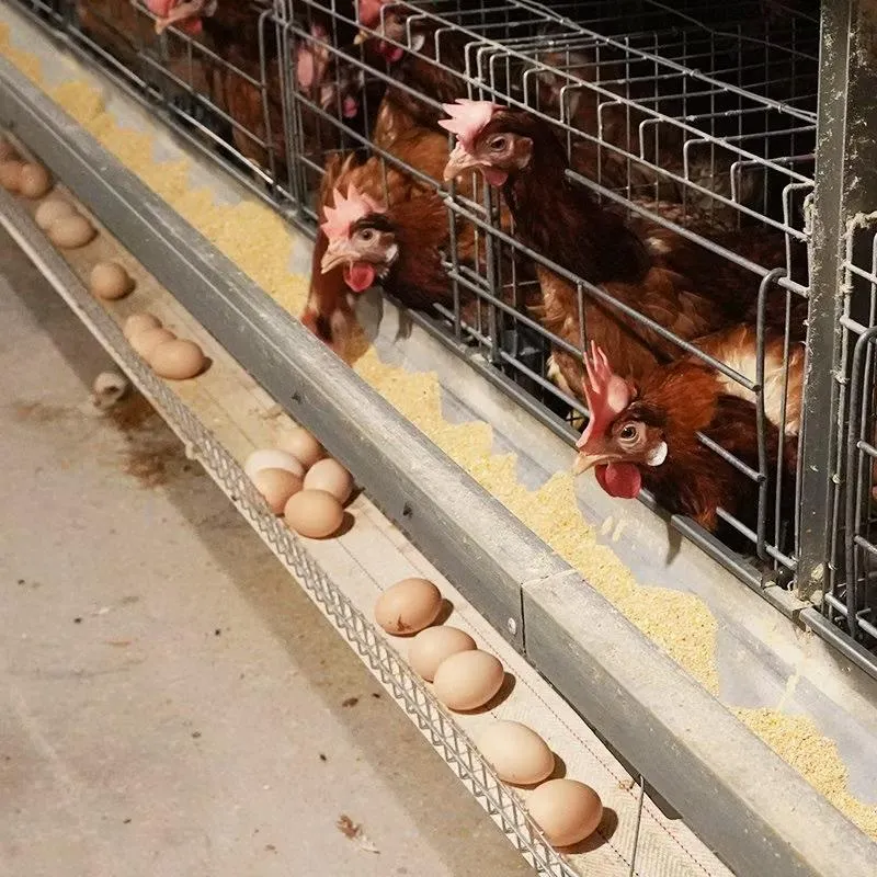 Deep Litter vs Battery Cage System: Which Poultry Housing System Is Better for a Modern Poultry Farm? 2 A-Type Chicken Cage Breeding System