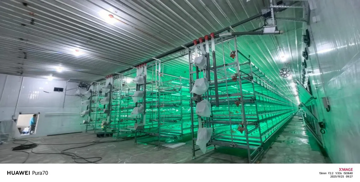 Broiler Breeding Equipment 