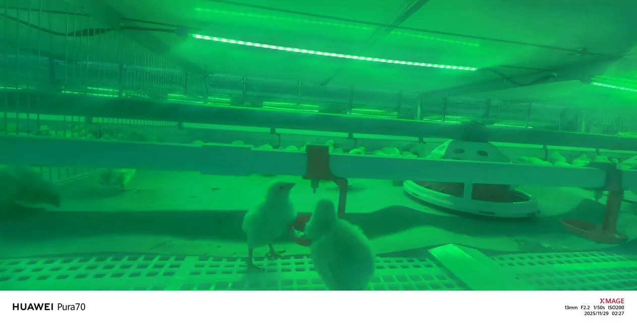 Broiler Breeding Equipment 