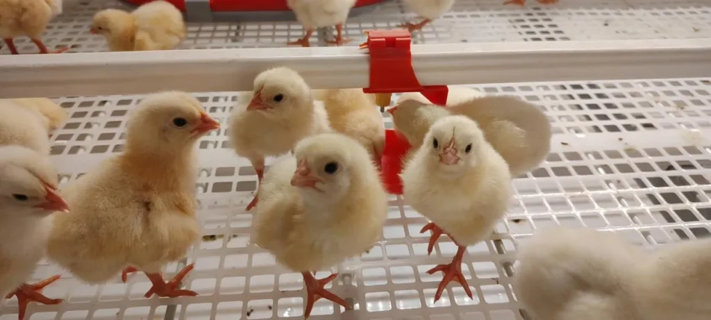 Broiler Breeding Equipment 