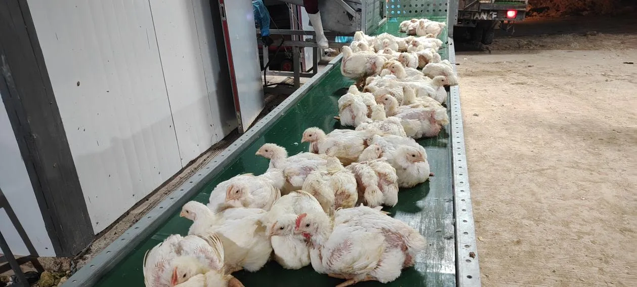 Broiler Breeding Equipment