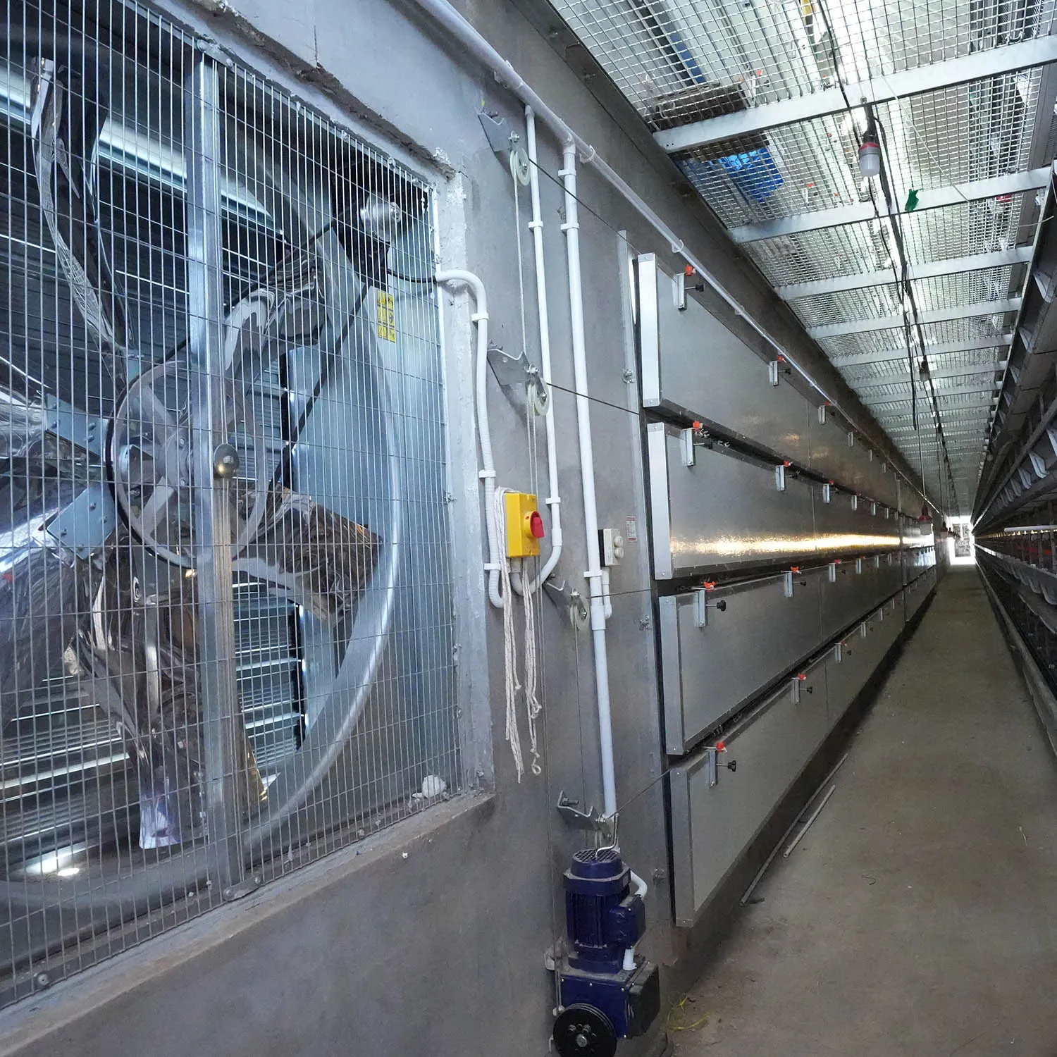 Welfare-Enriched vs. Automated Battery Cages 