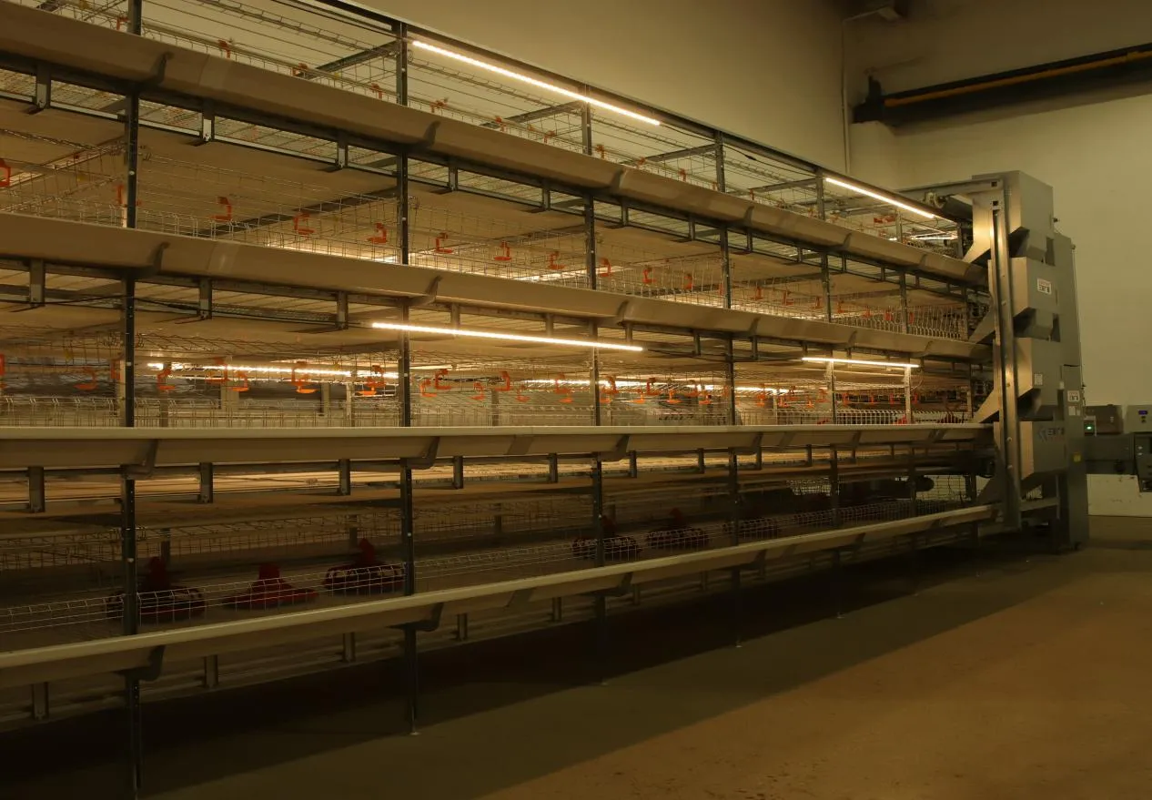Welfare-Enriched vs. Automated Battery Cages (3)