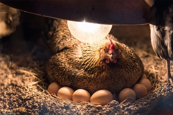 How many hours of light do chickens need to lay eggs