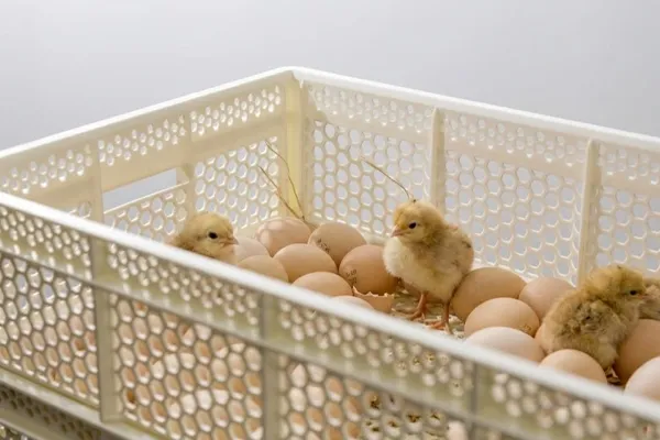 hatchery