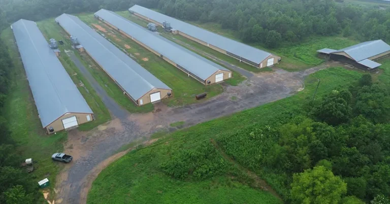 Turnkey Poultry Farming System & Complete Project Solutions