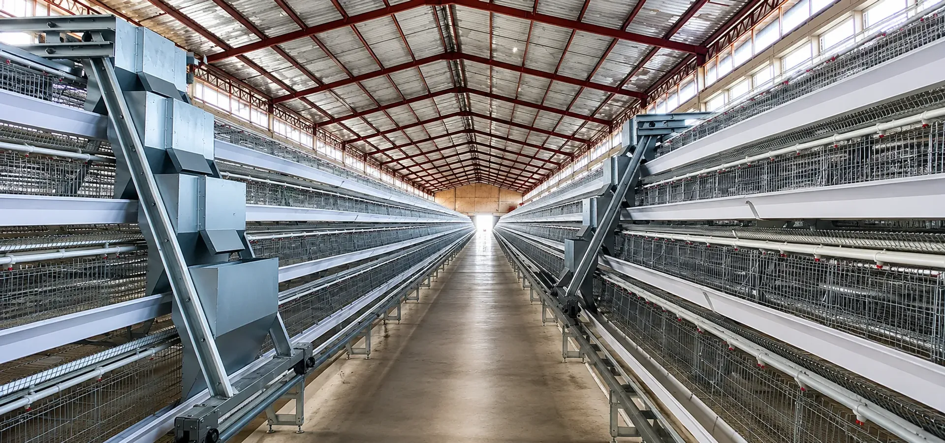 What Equipment Should Be Inside the Poultry House?