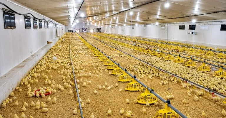 Ground Breeding System for Breeding Hens: Layout and Equipment