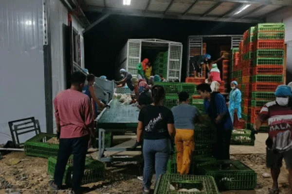 Indonesia’s Chain-type Fully Automatic Broiler Farming System 1