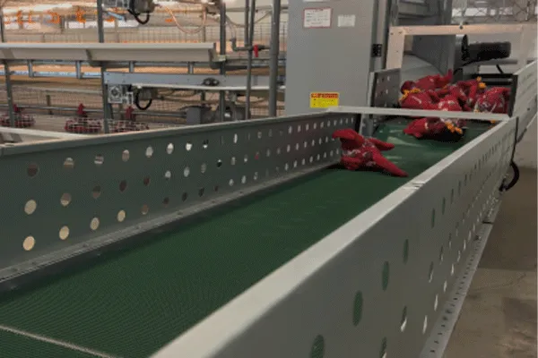 Indonesia’s Chain-type Fully Automatic Broiler Farming System 3