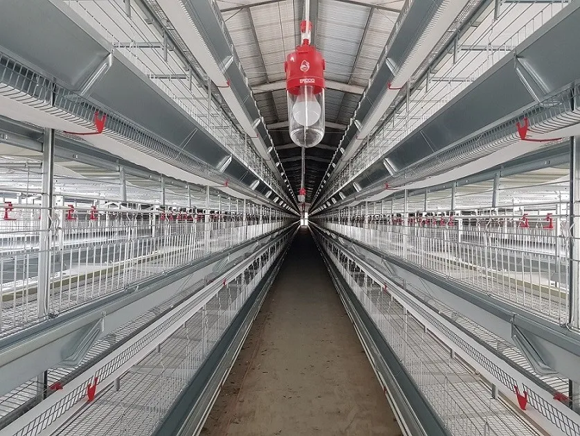 Nigeria 200,000 Layer Chicken Cage Layer System Turnkey Project 5 Nigeria 200,000 Layer Chicken Cage Layer System Turnkey Project 4