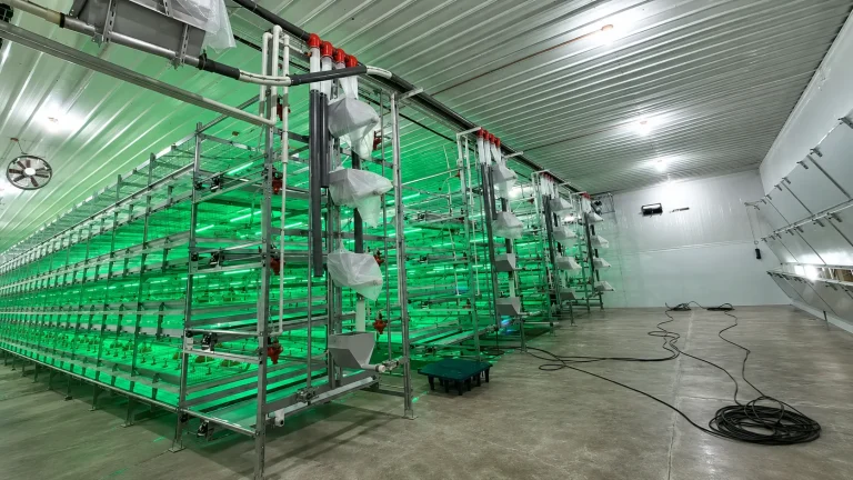 Philippines Poultry Farm Project: Automatic Layer Cage System and Turnkey Poultry Equipment Installation