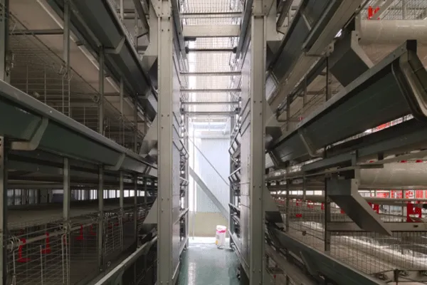 How Automated Battery Cage Systems Reshape Modern Commercial Poultry Farming