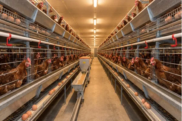 A Guide to Poultry Equipment for 100,000-Bird Scale Farms: Choosing the Right Battery Cage Solution