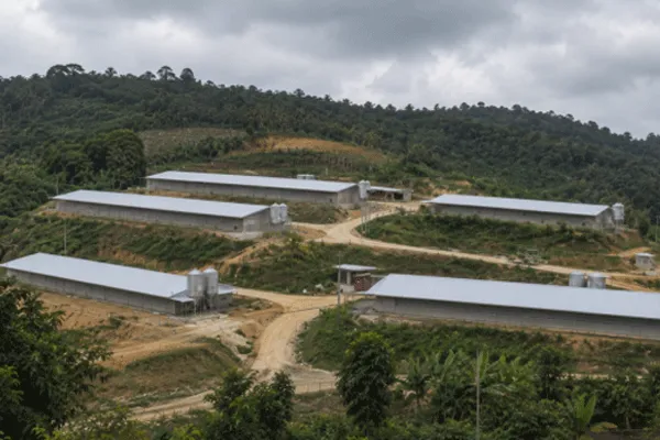 Kenya 200,000-Layer Turnkey Poultry Farming Project Launches with Full-Automatic Equipment & Dual Power Supply