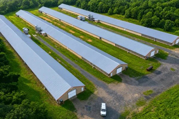 One-stop turnkey project for poultry battery cage chicken cage system 3