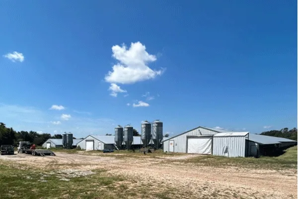 One-stop turnkey project for poultry battery cage chicken cage system 7