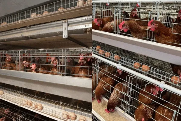 A-type vs. H-type Poultry Cages: Tailored Solutions for Global Poultry Farming Markets