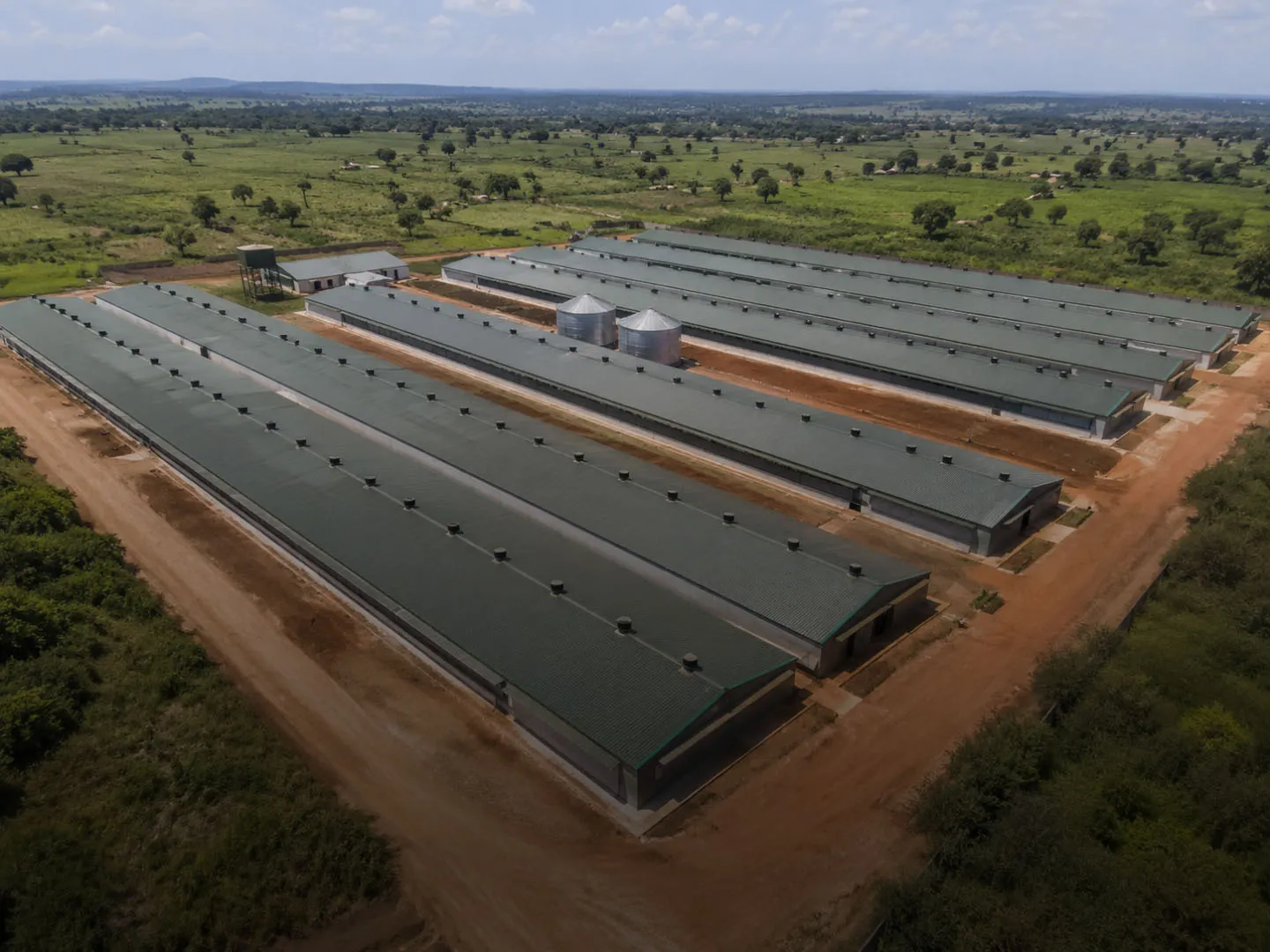 Innovations in Poultry Shed Construction: How Modern Building Techniques Are Reshaping the Poultry Industry 4 Innovations in Poultry Shed Construction: How Modern Building Techniques Are Reshaping the Poultry Industry 3