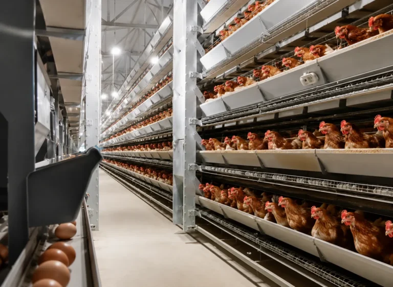 Mozambique 50,000-Bird Fully Automatic Layer Cage Turnkey Poultry Project