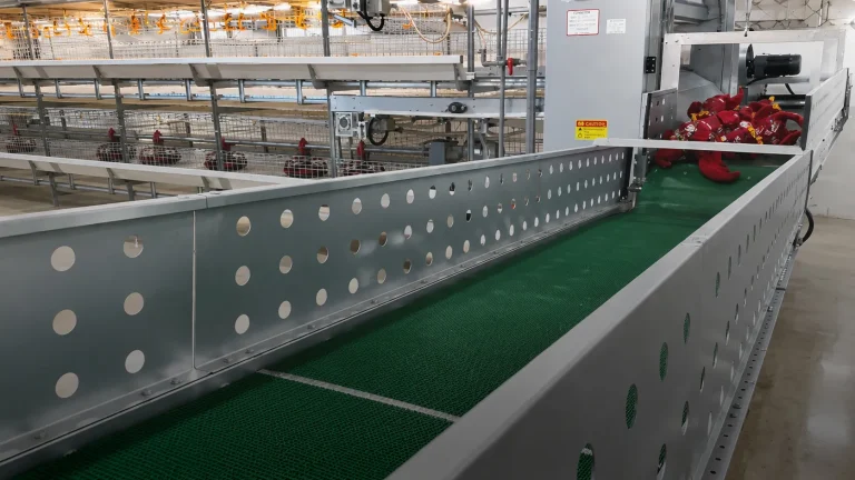 Philippines Chain-Type Automatic Broiler Harvesting Project