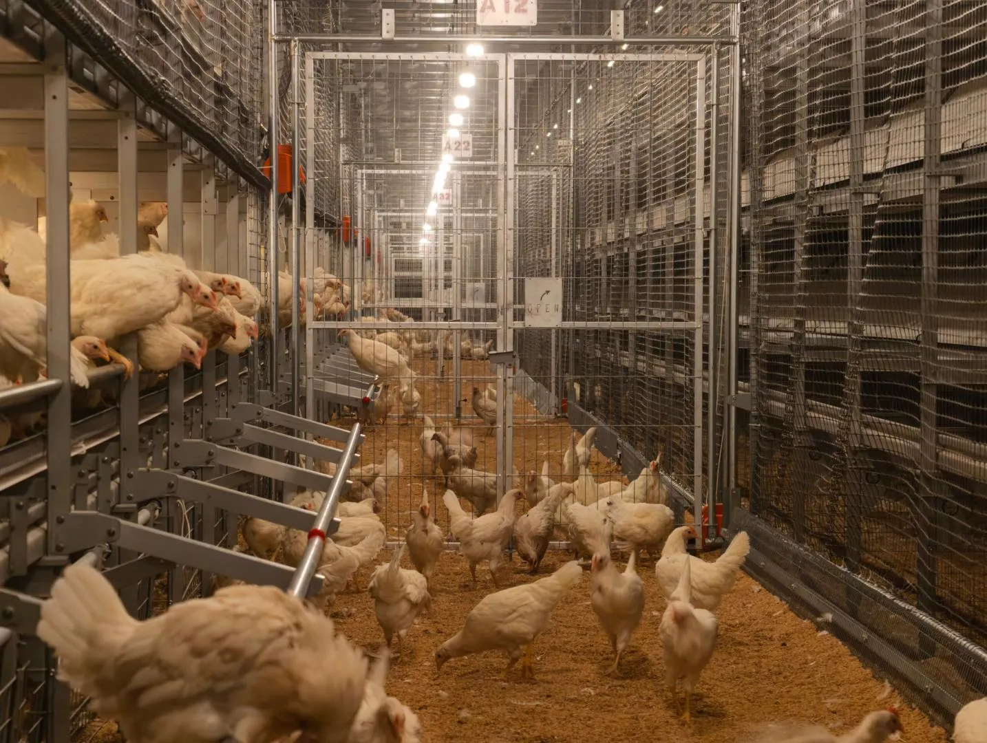Modern Chicken Rearing Equipment: How Enriched Welfare Cages Are Transforming Poultry Farming Standards 2 Modern Chicken Rearing Equipment: How Enriched Welfare Cages Are Transforming Poultry Farming Standards 1