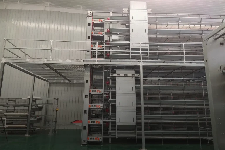 Advanced Equipment in Poultry Production: Automated H-Type Cages for Poultry Transform Layer Farming in Nigeria