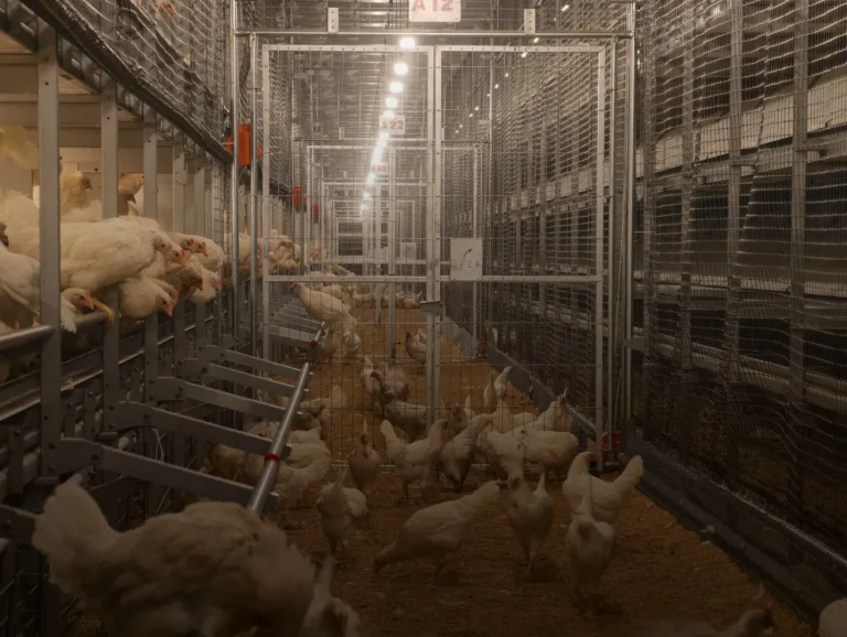 Modern Chicken Rearing Equipment: How Enriched Welfare Cages Are Transforming Poultry Farming Standards