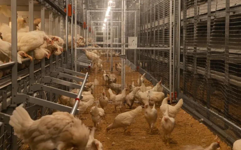 Poultry Equipment Supplier Selection: Terms to Agree Upfront