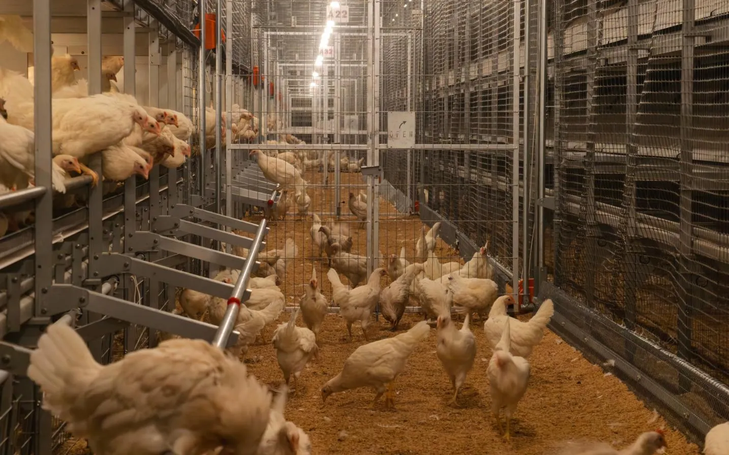 Leading Poultry Farm Equipment Supplier Completes State-of-the-Art Four-Tier Welfare Cage Installation in European Project 5 Leading Poultry Farm Equipment Supplier Completes State-of-the-Art Four-Tier Welfare Cage Installation in European Project 4
