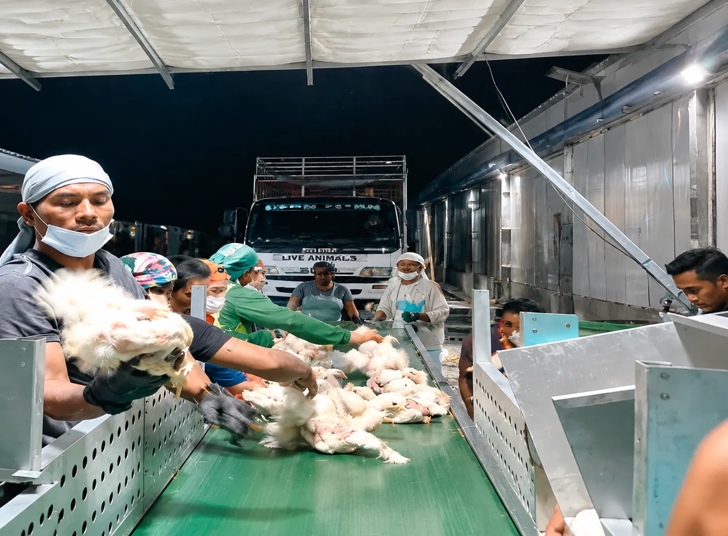 Philippines Chain-Type Automatic Broiler Harvesting Project 3