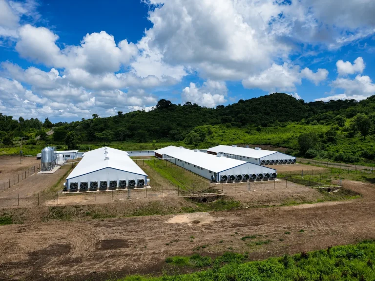 Malawi Launches Modern Integrated Layer Chicken Farm Project with Automated H-Cage System