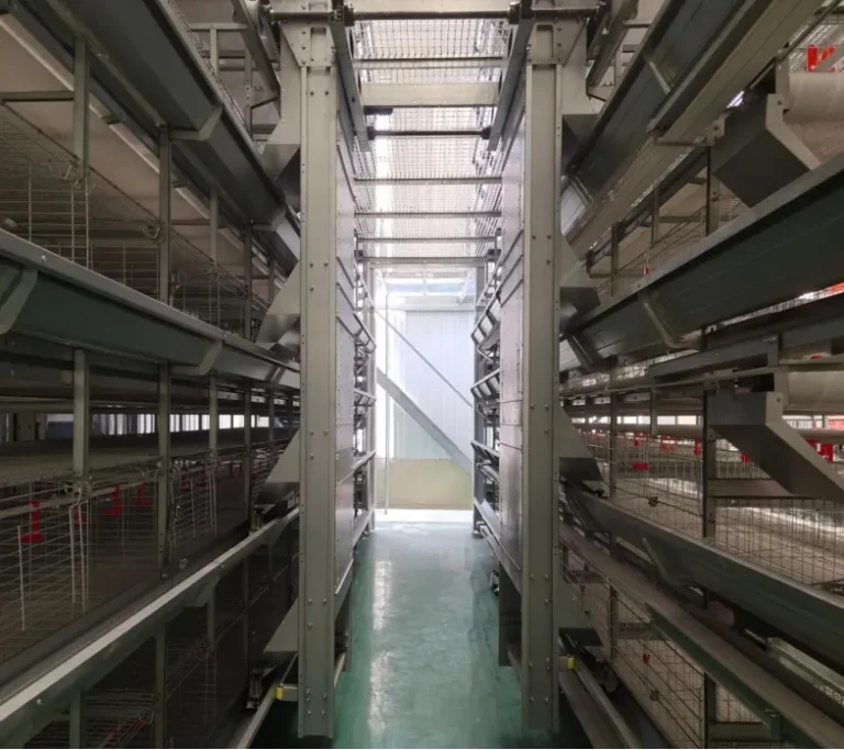 Innovations in Poultry Shed Construction: How Modern Building Techniques Are Reshaping the Poultry Industry