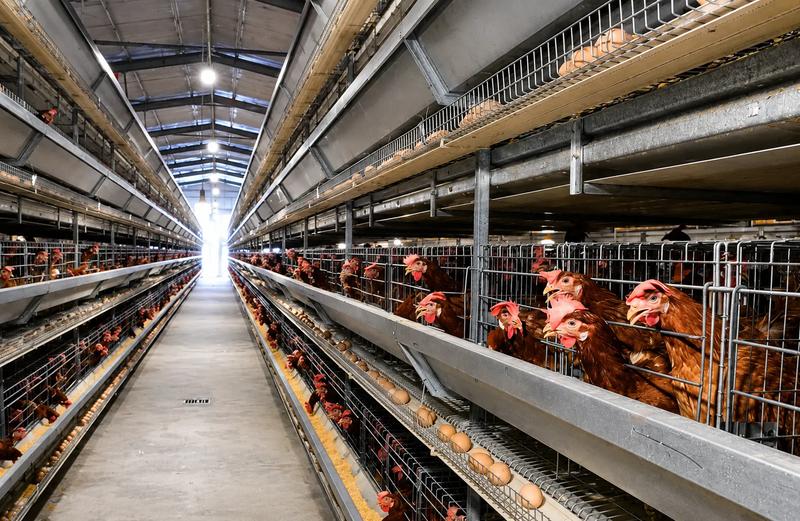 Poultry Farm Consultant and Feasibility Study for Project Success 1 Poultry Farm Consultant and Feasibility Study for Project Success